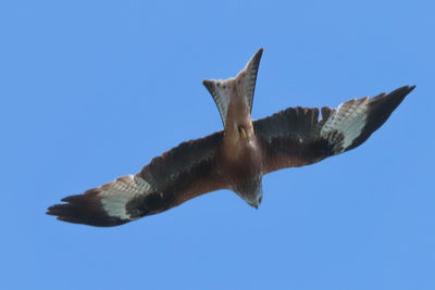 Low angle view of fish against blue sky