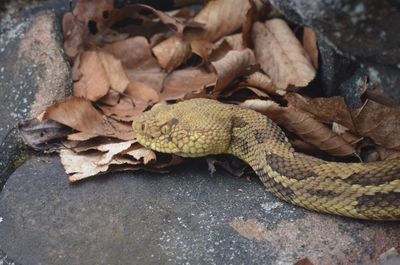 High angle view of lizard on dry leaves