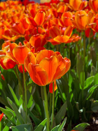 Close-up of orange tulip flowers on field