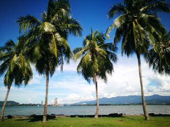 Palm trees at beach against sky