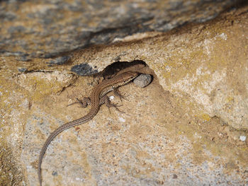 Close-up of lizard on rock