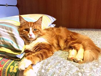 Close-up of cat sitting on bed at home