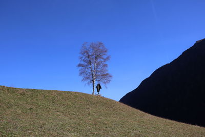 Trees on field against clear blue sky