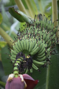 Low angle view of bananas growing on tree