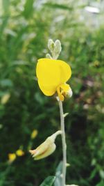 Close-up of yellow flower blooming outdoors