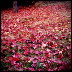 Red leaves on tree