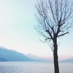 Silhouette bare tree by mountains against clear sky