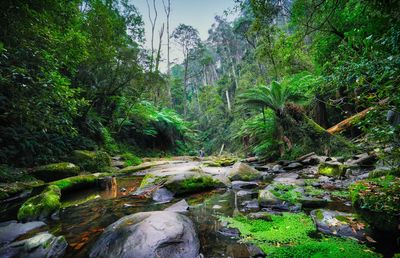 Stream flowing through rocks in forest