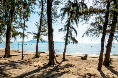 Trees on beach against sky