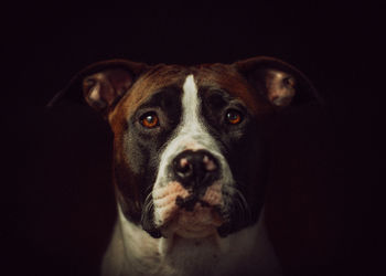 Rescued pitbull boxer female portrait with black background 