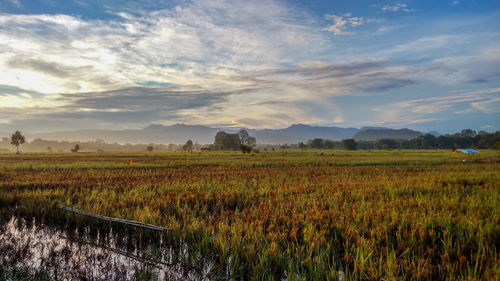 Scenic view of field against sky at sunset