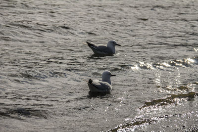 View of ducks swimming in sea