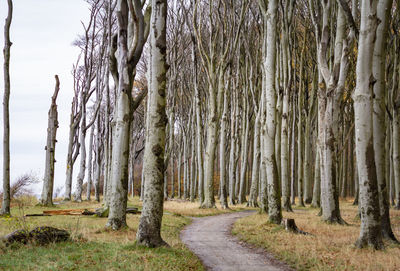 Scenic view of trees in forest