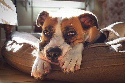 Portrait of dog resting on sofa