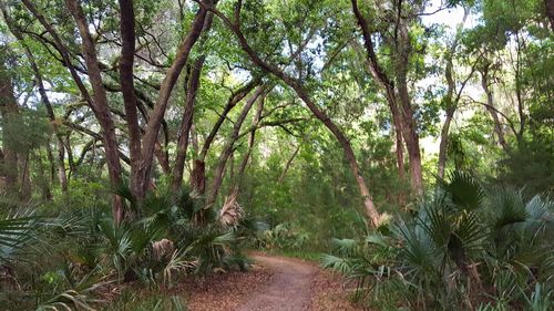 Footpath in forest