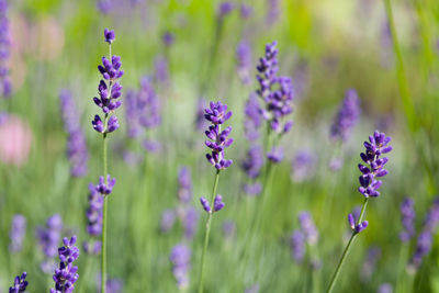 Close-up of purple flowering plants on field