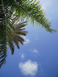 Low angle view of palm trees against sky