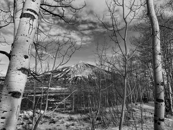 Bare trees on landscape against sky during winter