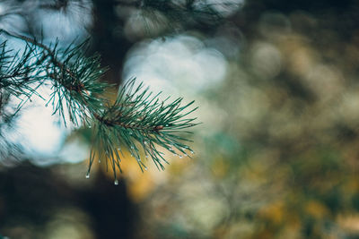 Close-up of pine tree
