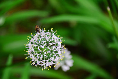 Close-up of bee on flower