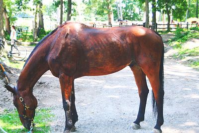 Horse outdoors