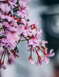 Close-up of pink cherry blossom