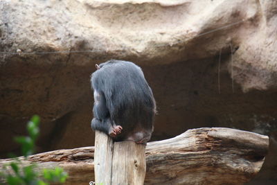 View of monkey on wooden post