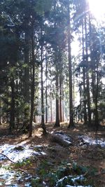 Trees in forest