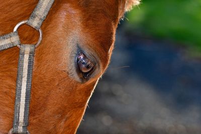 Close-up of a horse