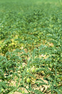 Close-up of berries on field