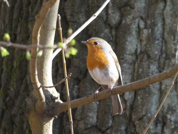 Close-up of bird perching on branch