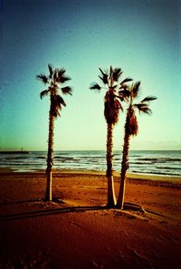 Palm trees on beach