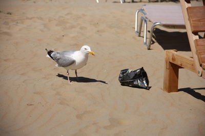 High angle view of seagulls on beach