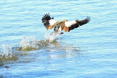 Birds flying over rippled water