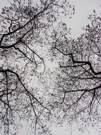 Low angle view of cherry blossoms against sky