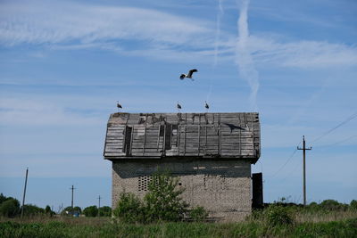 Bird flying over a field