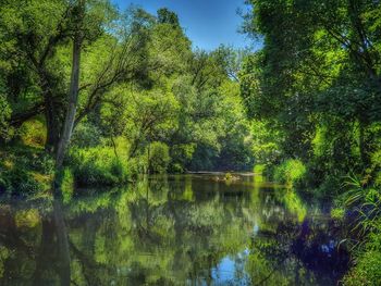 Scenic view of lake amidst trees in forest