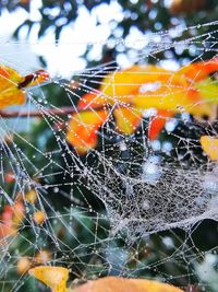 Close-up of spider on web