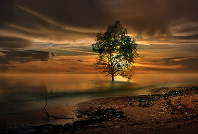 Tree by lake against sky during sunset