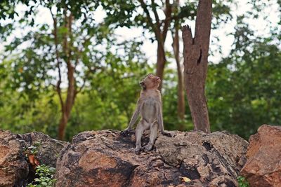 Monkey sitting on rock