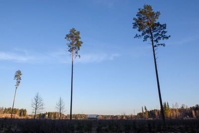 Trees on field against sky