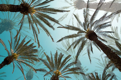 Low angle view of palm trees against sky