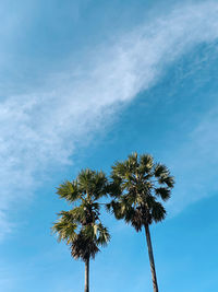 Low angle view of coconut palm tree against blue sky
