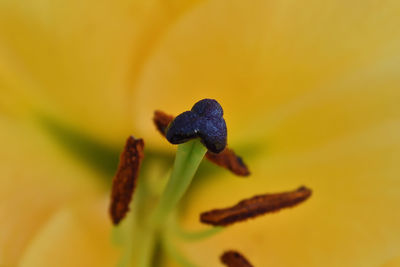 Close-up of yellow flowering plant