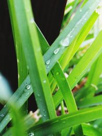 Close up of grass