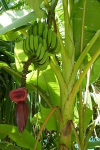 Close-up of leaves