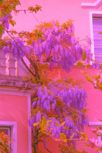 Pink flowering tree by building