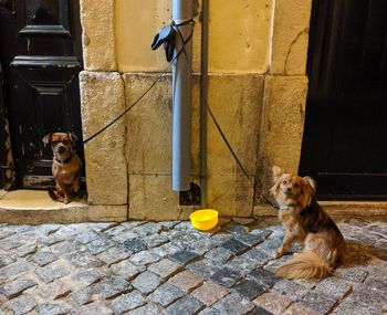 Two pet dogs waiting for their owner in lisbon, portugal 
