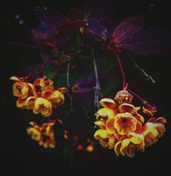 Close-up of yellow flowers blooming outdoors