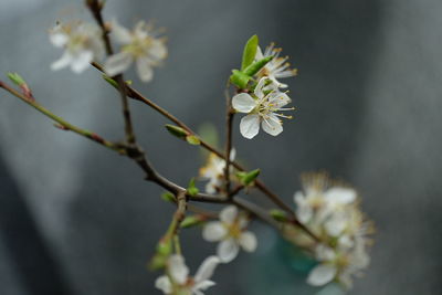 Close-up of white flowers